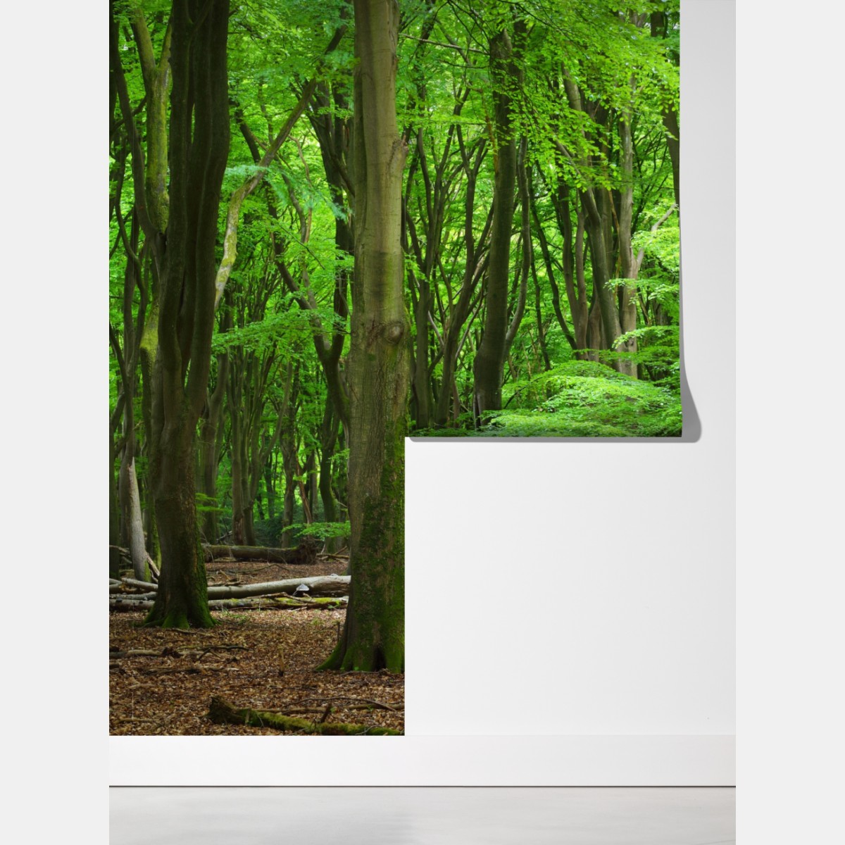 Fototapeta spokojna zielona korona lasu – Wallissimo® Fototapeta spokojna zielona korona lasu – Wallissimo®