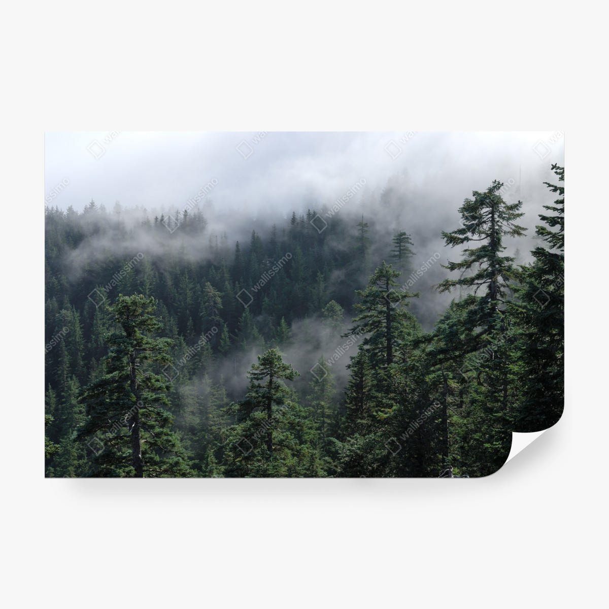 Fototapeta mglisty widok lasu z Larch Mount, Oregon – Wallissimo® Fototapeta mglisty widok lasu z Larch Mount, Oregon – Wallissimo®