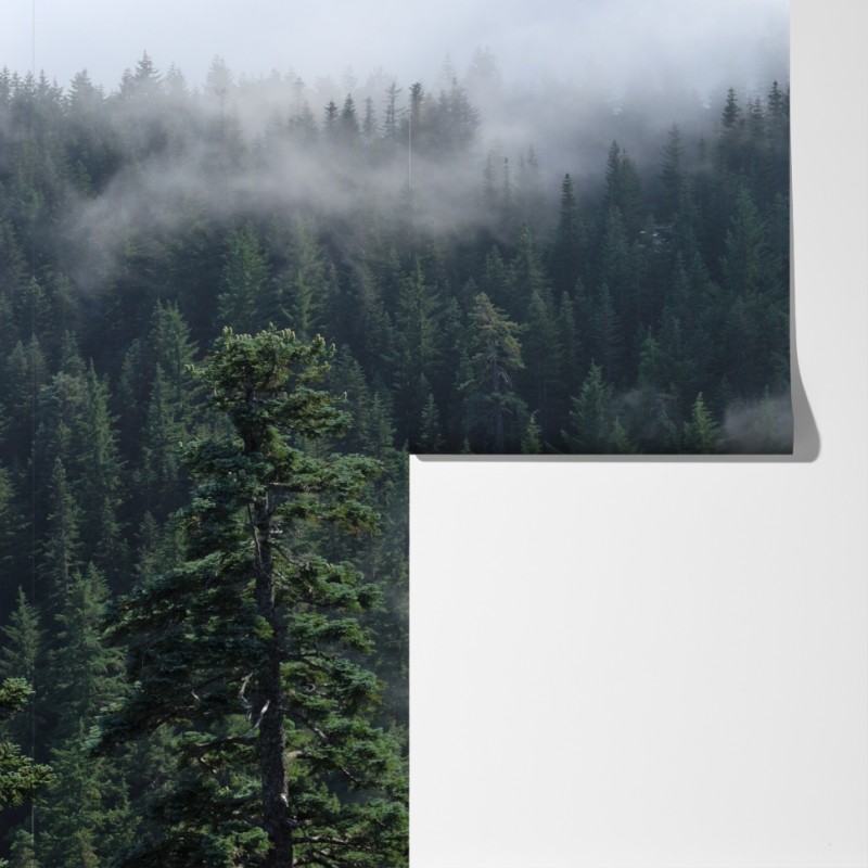 Fototapeta mglisty widok lasu z Larch Mount, Oregon – Wallissimo® Fototapeta mglisty widok lasu z Larch Mount, Oregon – Wallissimo®