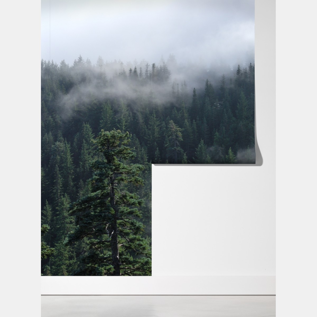 Fototapeta mglisty widok lasu z Larch Mount, Oregon – Wallissimo® Fototapeta mglisty widok lasu z Larch Mount, Oregon – Wallissimo®
