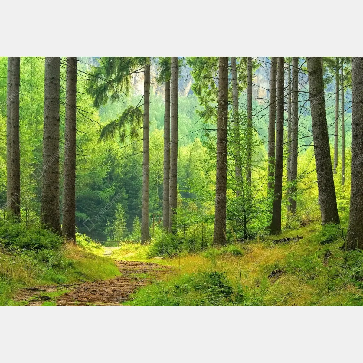 Fototapeta słoneczna ścieżka leśna – Wallissimo® Fototapeta słoneczna ścieżka leśna – Wallissimo®