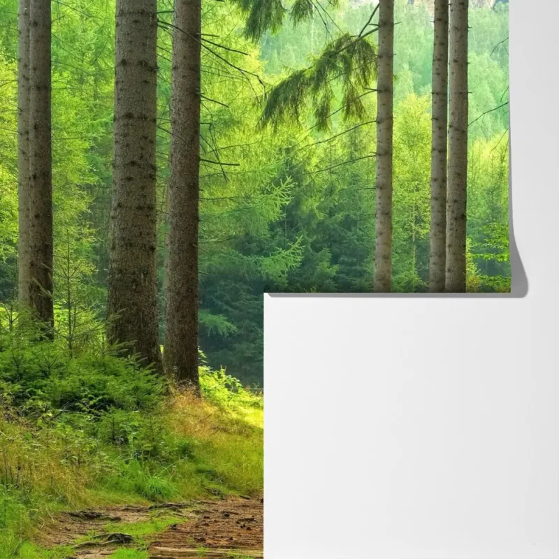 Fototapeta słoneczna ścieżka leśna – Wallissimo® Fototapeta słoneczna ścieżka leśna – Wallissimo®