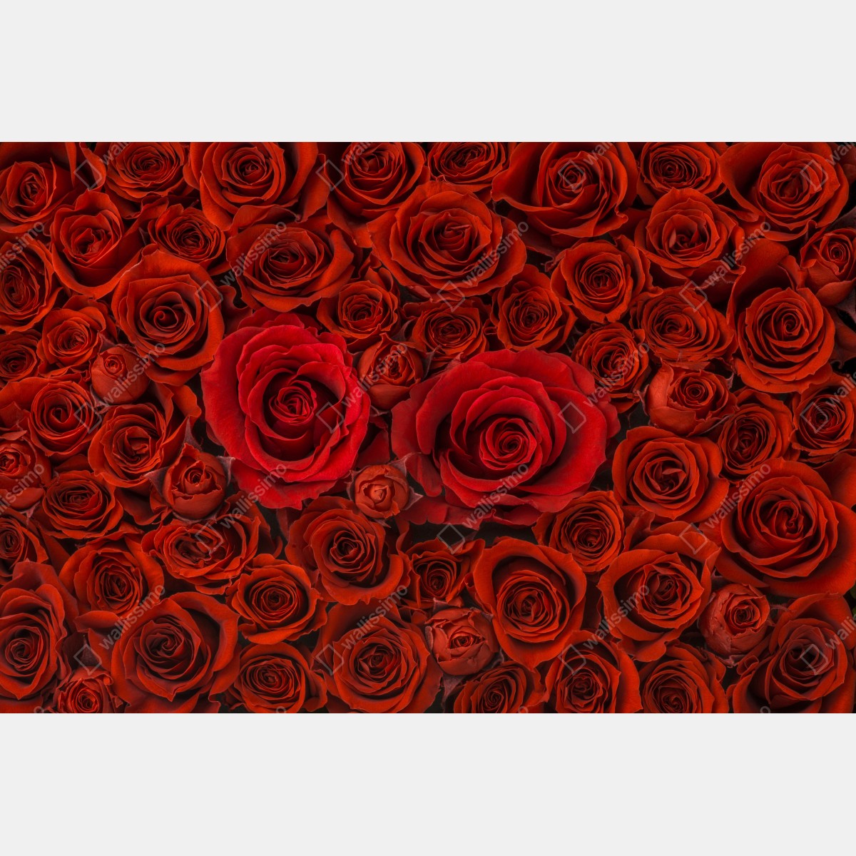 Fototapeta bukiet czerwonych róż w zbliżeniu – Wallissimo® Fototapeta bukiet czerwonych róż w zbliżeniu – Wallissimo®