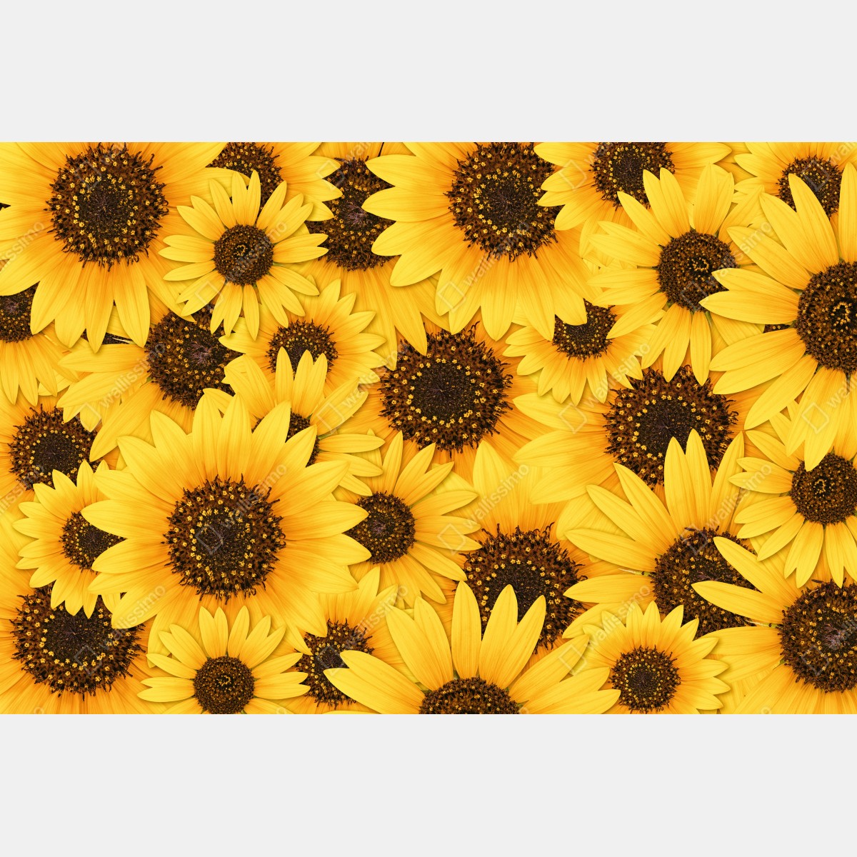 Fototapeta złote słoneczniki – Wallissimo® Fototapeta złote słoneczniki – Wallissimo®