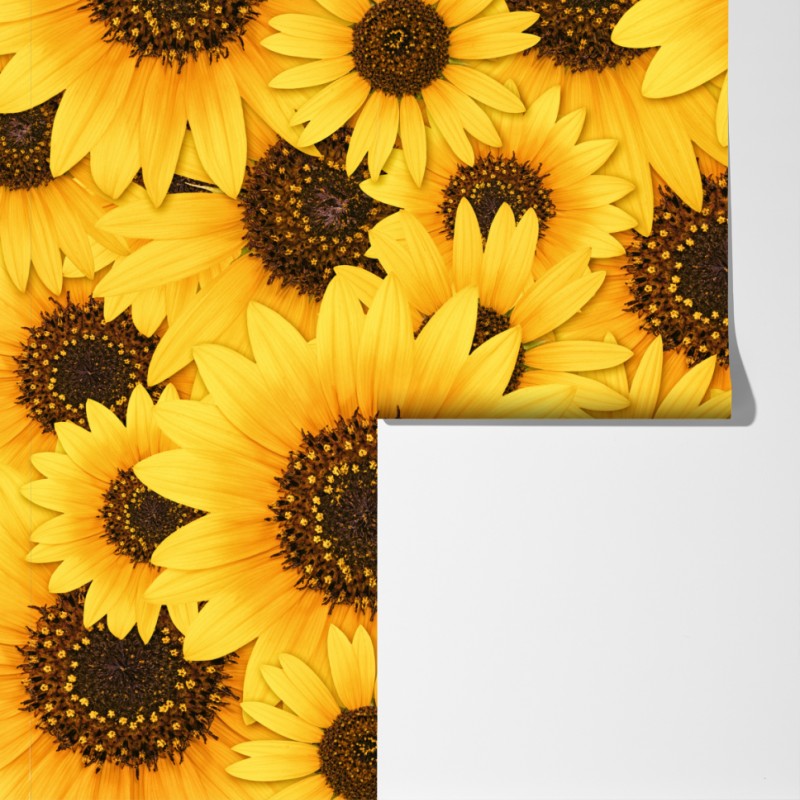 Fototapeta złote słoneczniki – Wallissimo® Fototapeta złote słoneczniki – Wallissimo®