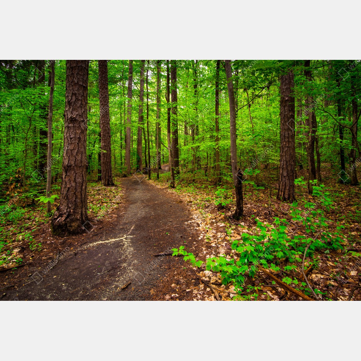 Fototapeta spokojna zielona ścieżka leśna – Wallissimo® Fototapeta spokojna zielona ścieżka leśna – Wallissimo®