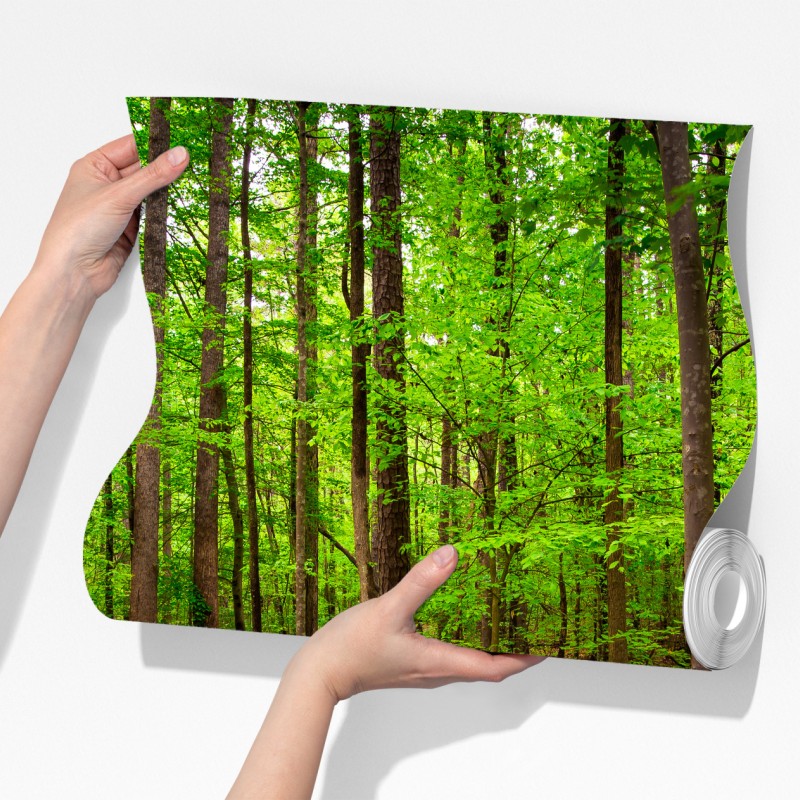 Fototapeta spokojna zielona ścieżka leśna – Wallissimo® Fototapeta spokojna zielona ścieżka leśna – Wallissimo®