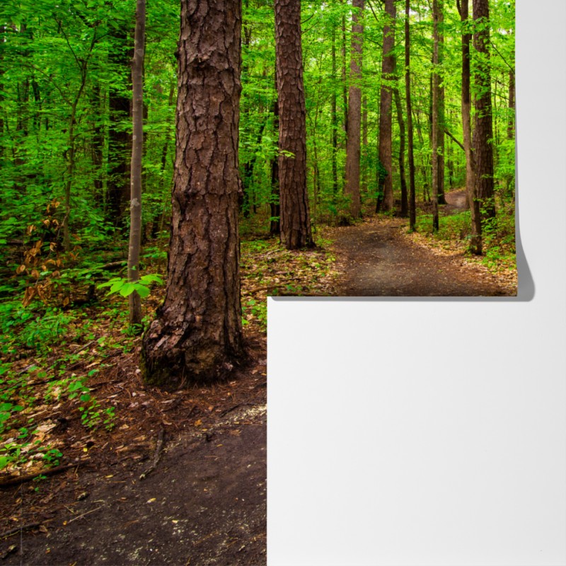 Fototapeta spokojna zielona ścieżka leśna – Wallissimo® Fototapeta spokojna zielona ścieżka leśna – Wallissimo®