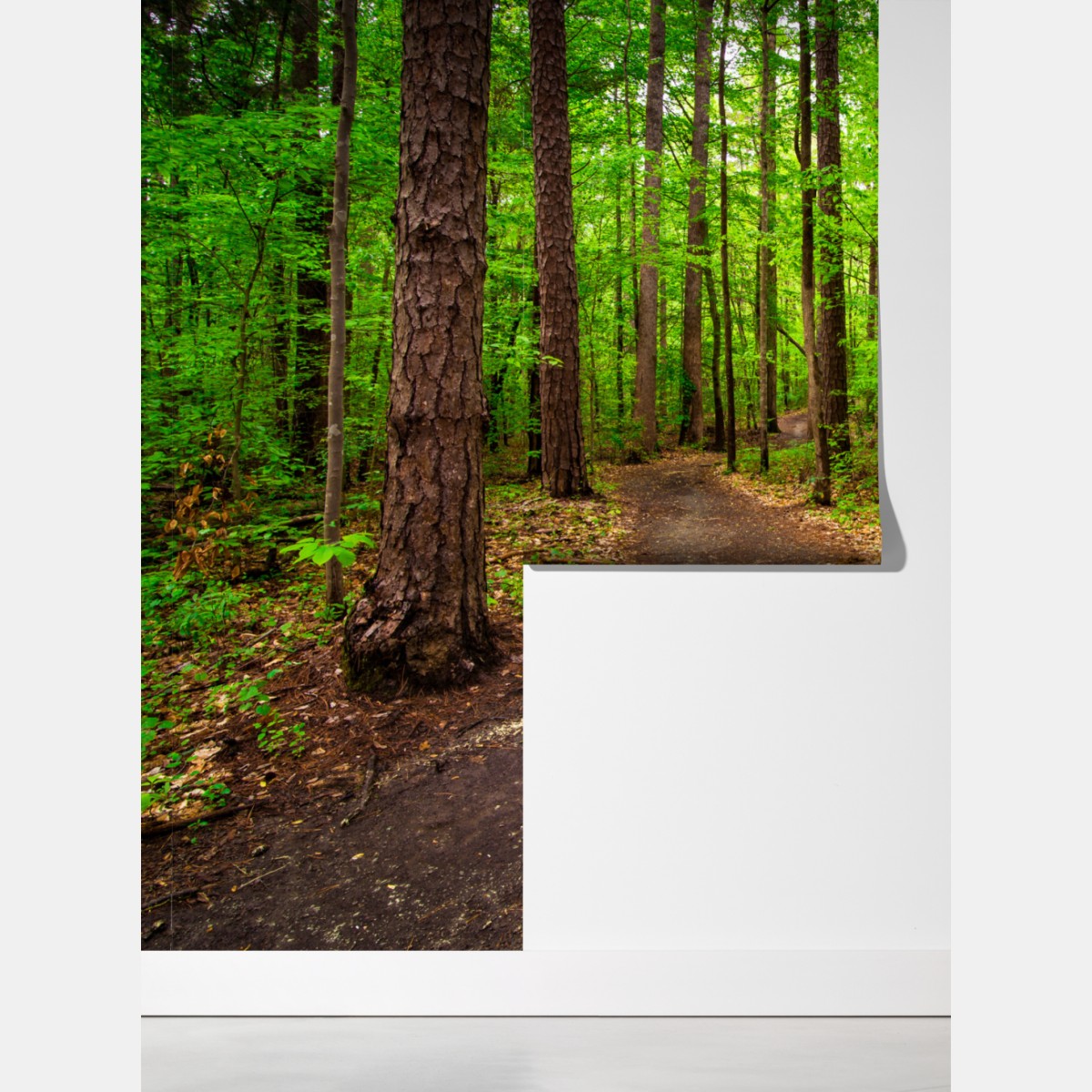 Fototapeta spokojna zielona ścieżka leśna – Wallissimo® Fototapeta spokojna zielona ścieżka leśna – Wallissimo®