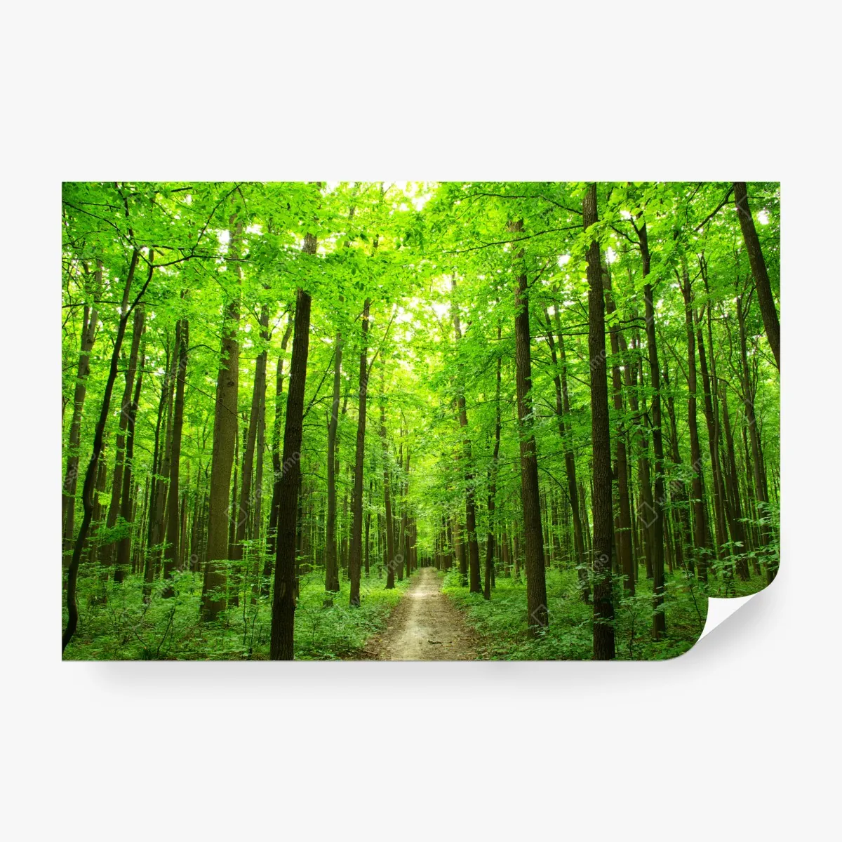 Fototapeta spokojna leśna ścieżka – Wallissimo® Fototapeta spokojna leśna ścieżka – Wallissimo®