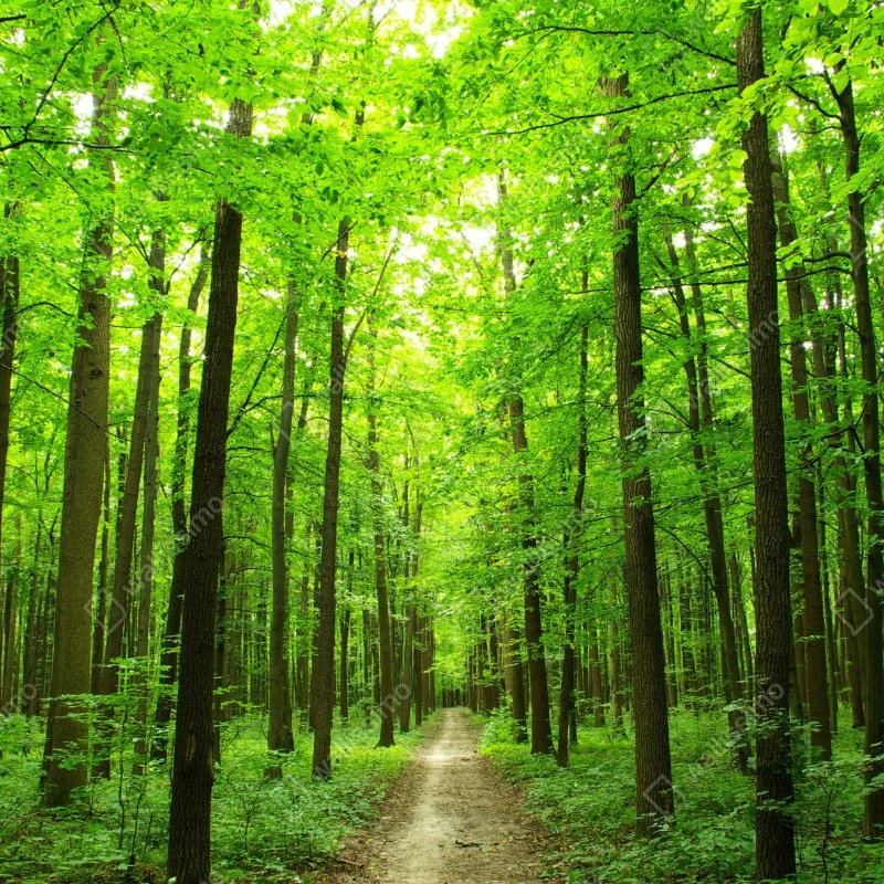 Fototapeta spokojna leśna ścieżka – Wallissimo® Fototapeta spokojna leśna ścieżka – Wallissimo®