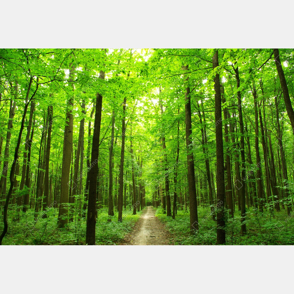 Fototapeta spokojna leśna ścieżka – Wallissimo® Fototapeta spokojna leśna ścieżka – Wallissimo®