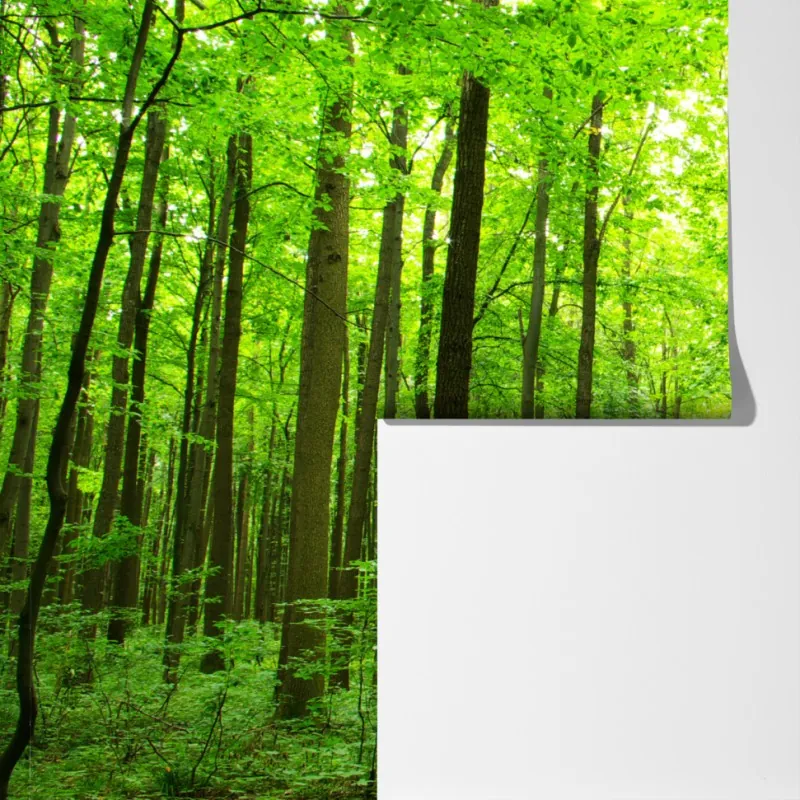 Fototapeta spokojna leśna ścieżka – Wallissimo® Fototapeta spokojna leśna ścieżka – Wallissimo®