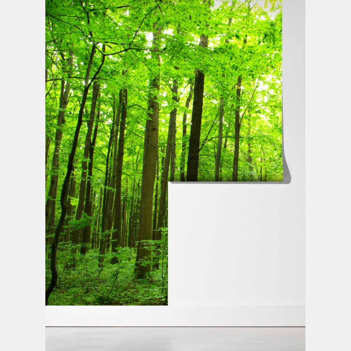 Fototapeta spokojna leśna ścieżka – Wallissimo® Fototapeta spokojna leśna ścieżka – Wallissimo®