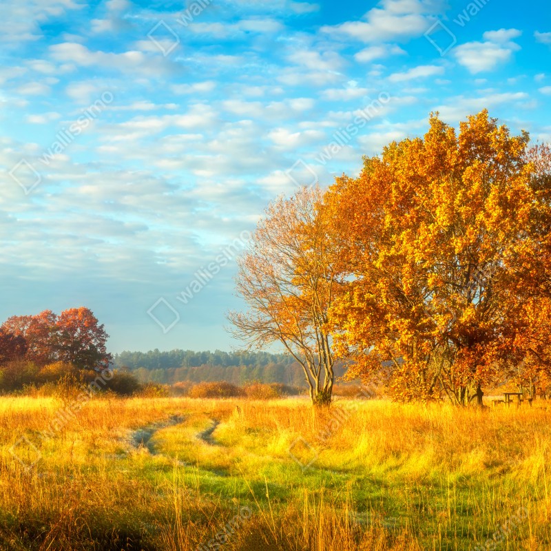 Naklejka repozycjonowalna złota jesienna łąka – Wallissimo® Naklejka repozycjonowalna złota jesienna łąka – Wallissimo®