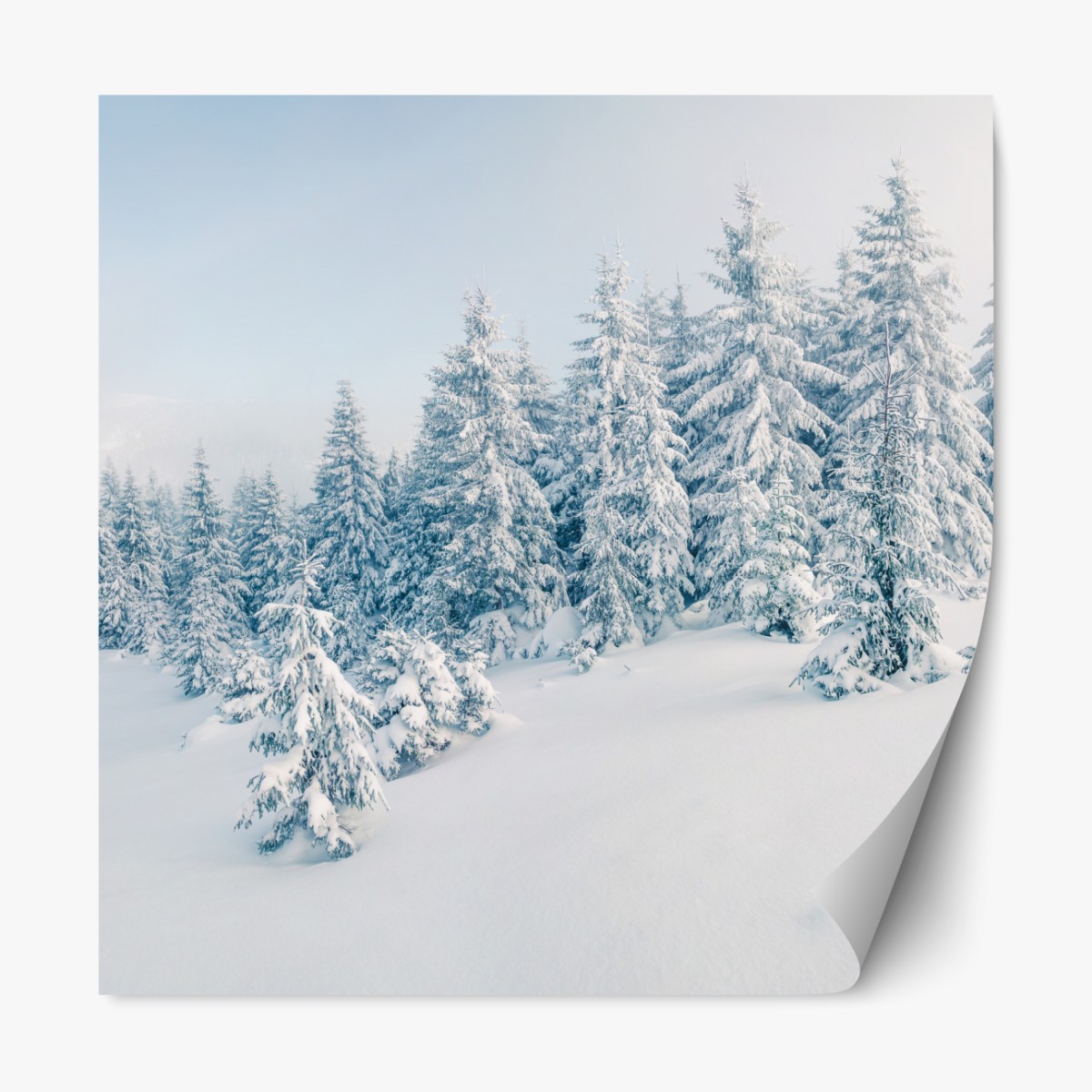 Repositionable sticker winter forest panorama with snow-covered firs