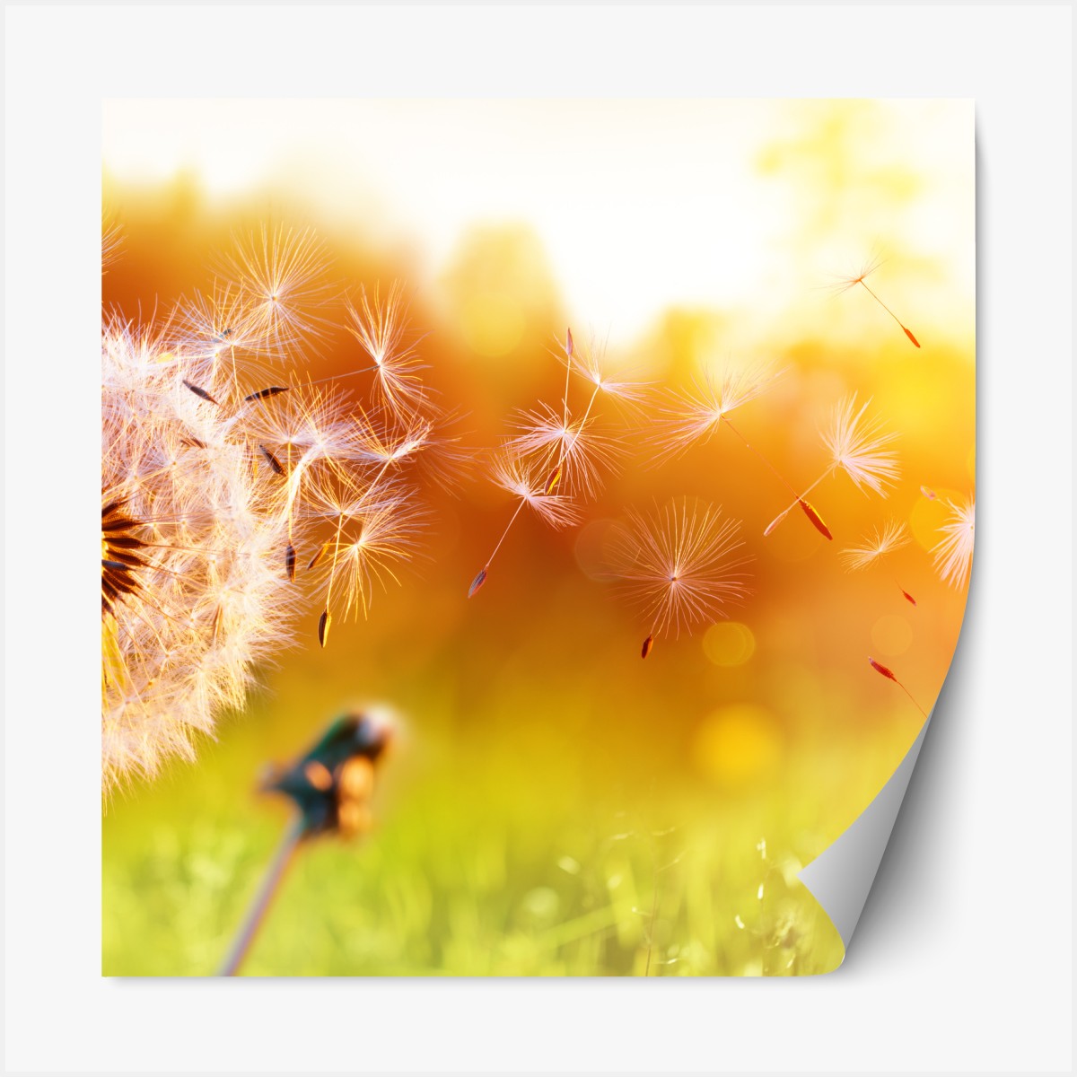 Repositionable sticker golden dandelion seeds at sunset
