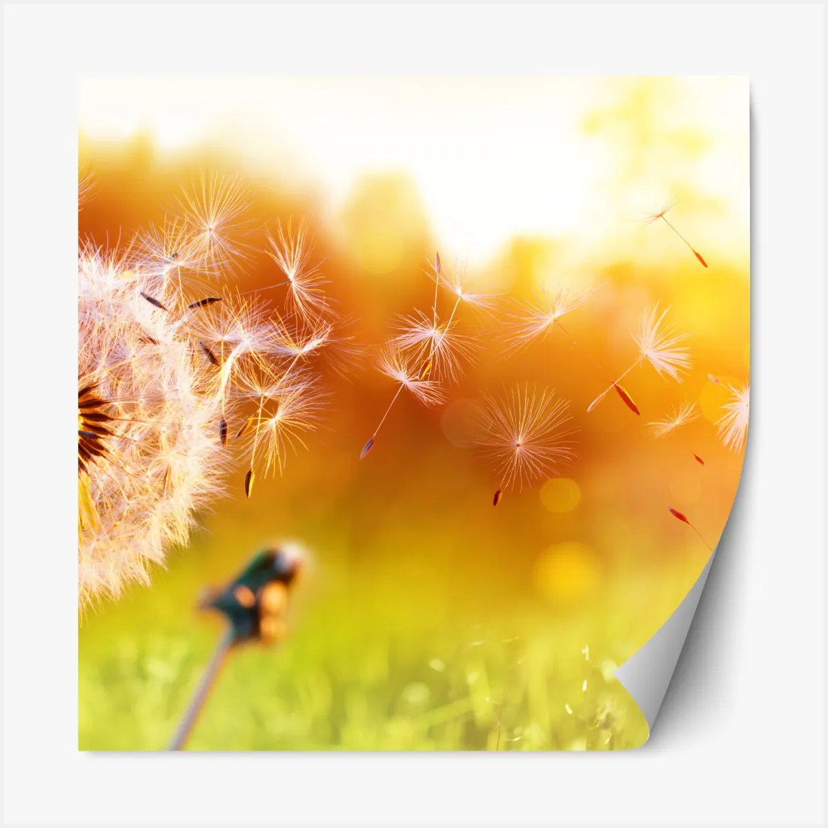 Naklejka repozycjonowalna złoty dmuchawiec o zachodzie słońca – Wallissimo® Naklejka repozycjonowalna złoty dmuchawiec o zachodzie słońca – Wallissimo®