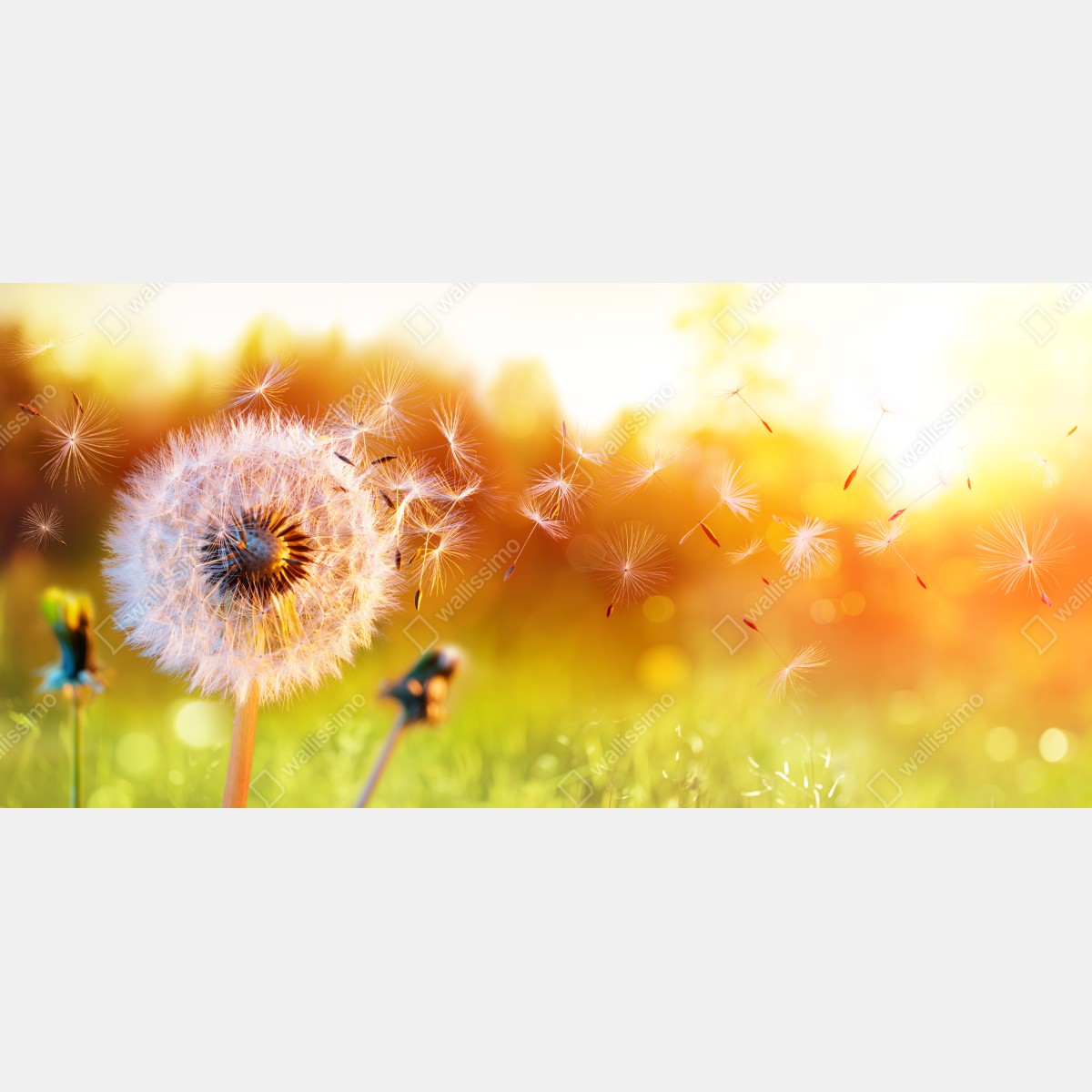 Naklejka repozycjonowalna złoty dmuchawiec o zachodzie słońca – Wallissimo® Naklejka repozycjonowalna złoty dmuchawiec o zachodzie słońca – Wallissimo®