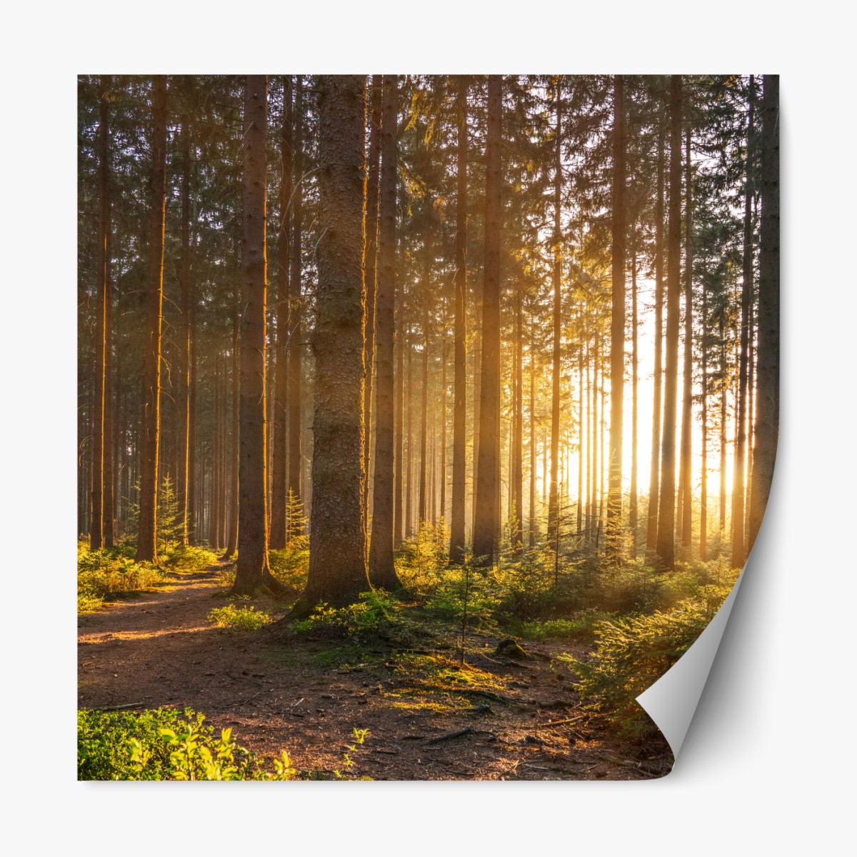 Repositionable sticker sunlit forest pathway at sunrise
