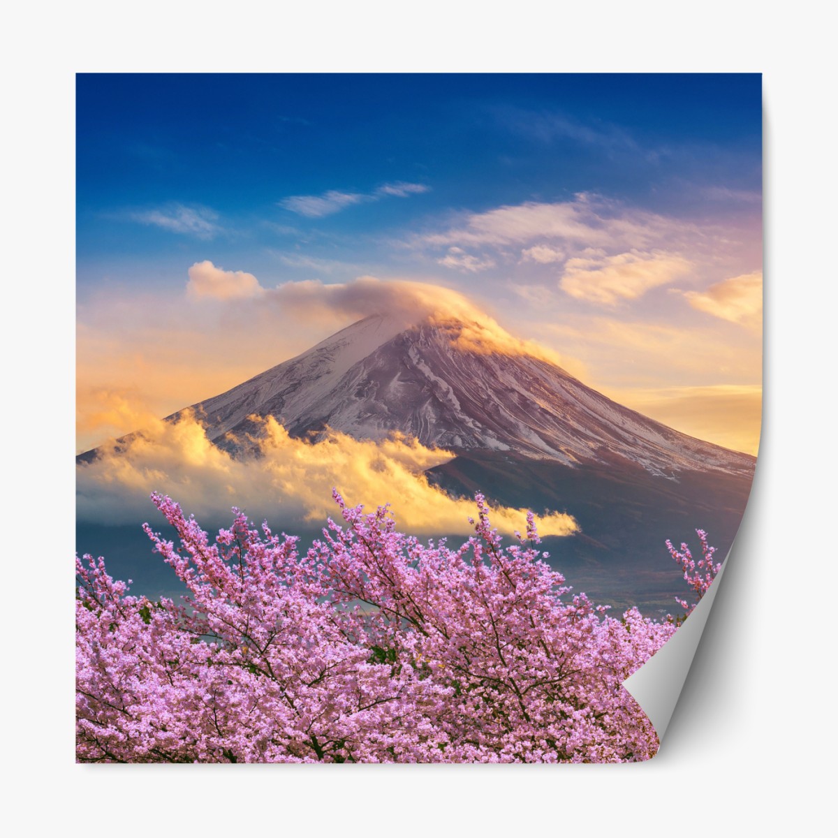 Repositionable sticker Mount Fuji with cherry blossoms at sunrise