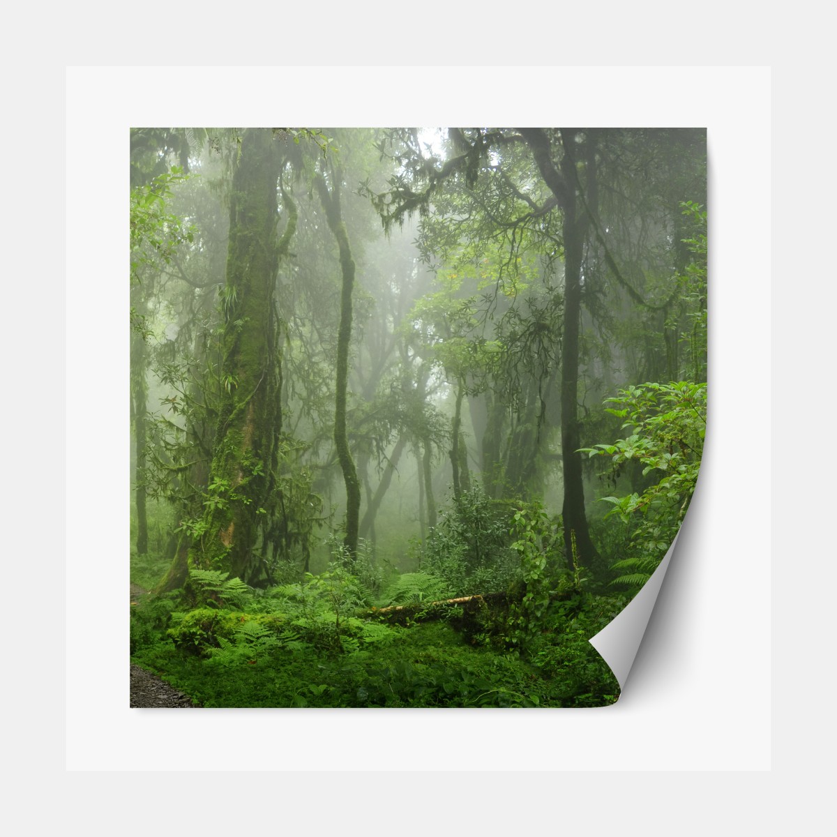 Repositionable sticker misty tropical jungle pathway