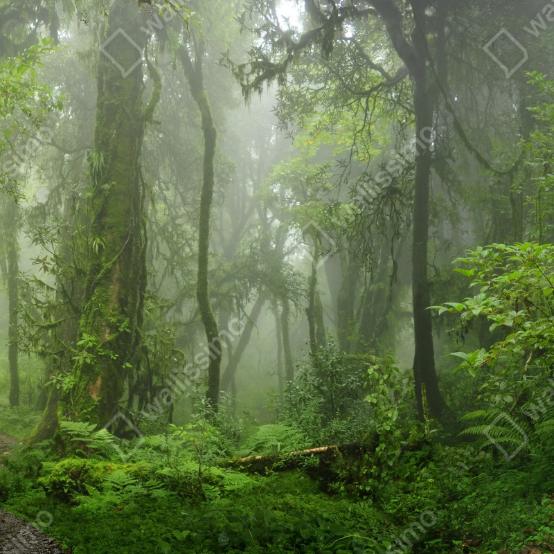 Naklejka repozycjonowalna mglisty tropikalny szlak w dżungli – Wallissimo® Naklejka repozycjonowalna mglisty tropikalny szlak w dżungli – Wallissimo®