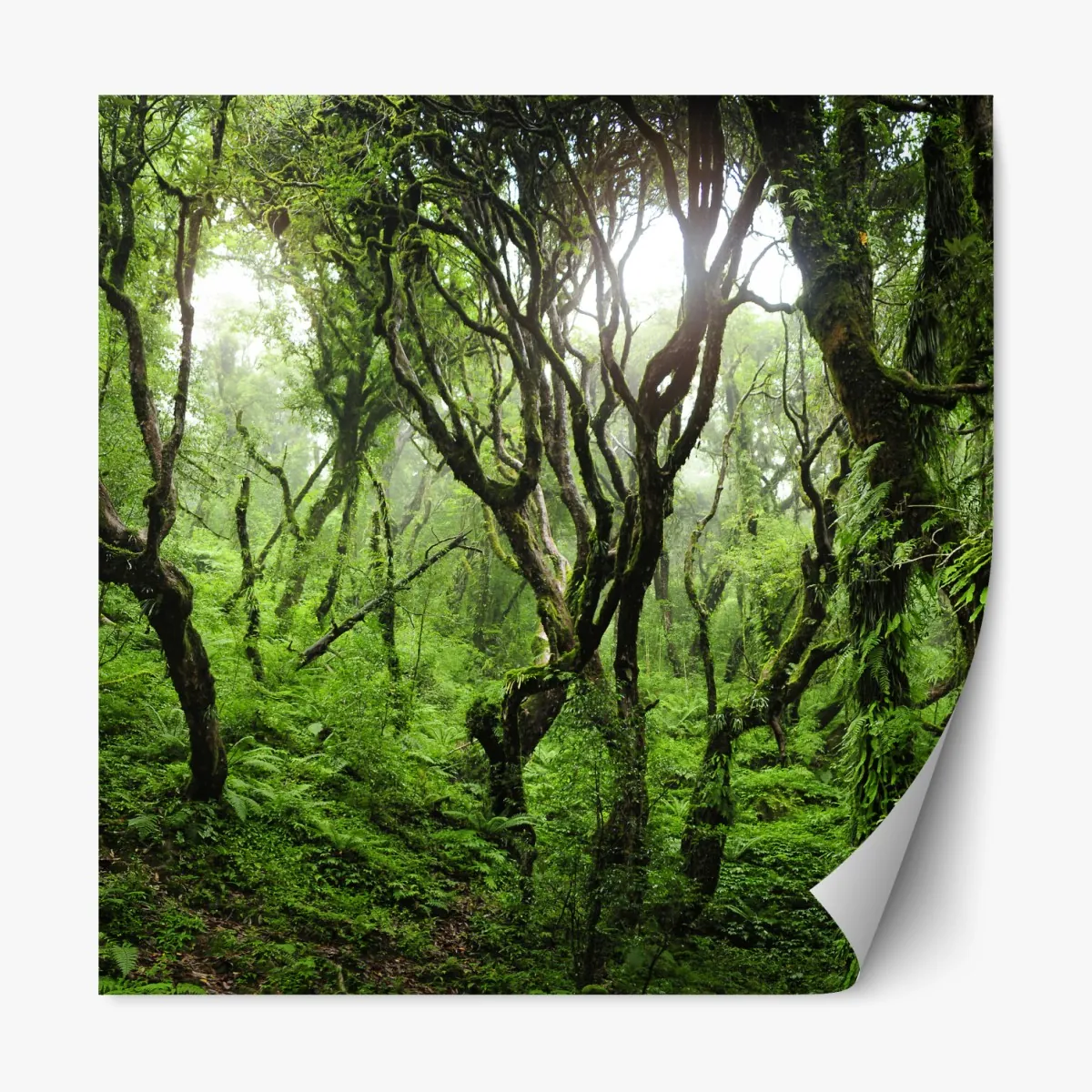 Naklejka repozycjonowalna mistyczny zielony las – Wallissimo® Naklejka repozycjonowalna mistyczny zielony las – Wallissimo®