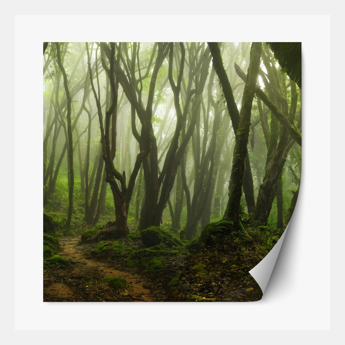 Repositionable sticker misty green forest path