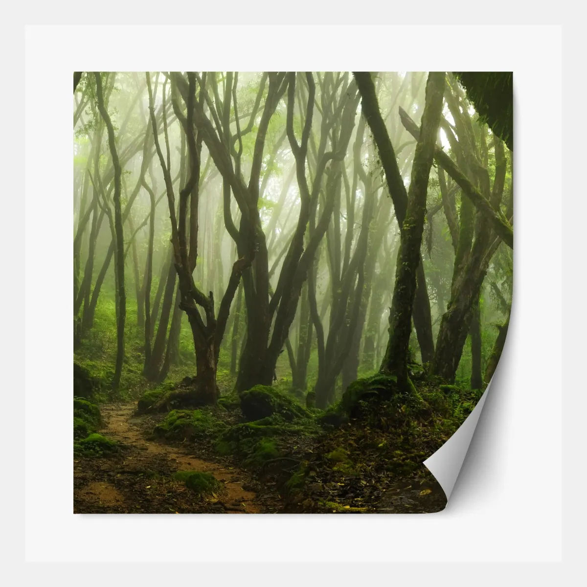 Naklejka repozycjonowalna mglisty zielony leśny szlak – Wallissimo® Naklejka repozycjonowalna mglisty zielony leśny szlak – Wallissimo®
