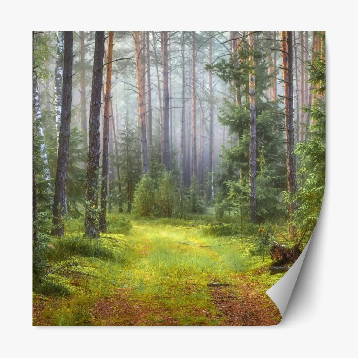 Naklejka repozycjonowalna mglisty sosnowy las z ścieżką – Wallissimo® Naklejka repozycjonowalna mglisty sosnowy las z ścieżką – Wallissimo®