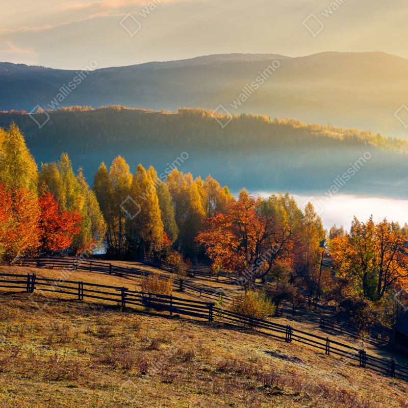 Naklejka repozycjonowalna mglisty jesienny wschód słońca na wsi – Wallissimo® Naklejka repozycjonowalna mglisty jesienny wschód słońca na wsi – Wallissimo®