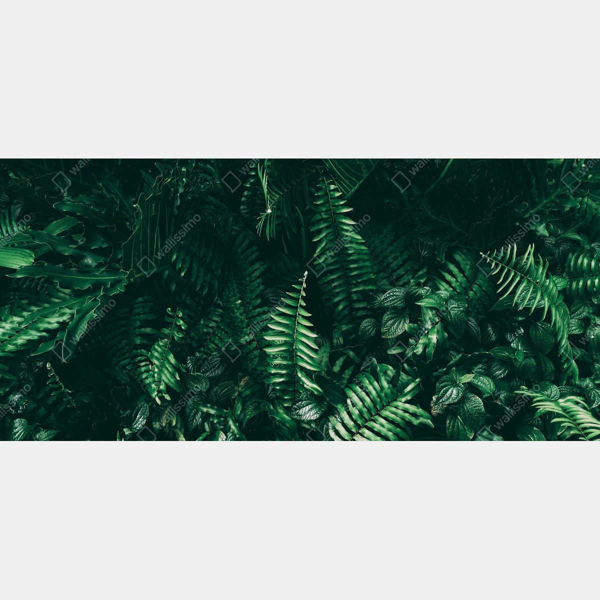 Naklejka repozycjonowalna bujne tropikalne liście – Wallissimo® Naklejka repozycjonowalna bujne tropikalne liście – Wallissimo®