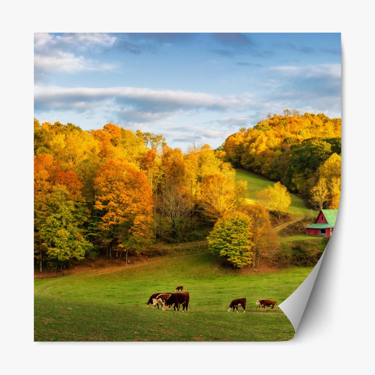 Naklejka repozycjonowalna jesienny krajobraz wiejski z czerwoną stodołą – Wallissimo® Naklejka repozycjonowalna jesienny krajobraz wiejski z czerwoną stodołą – Wallissimo®