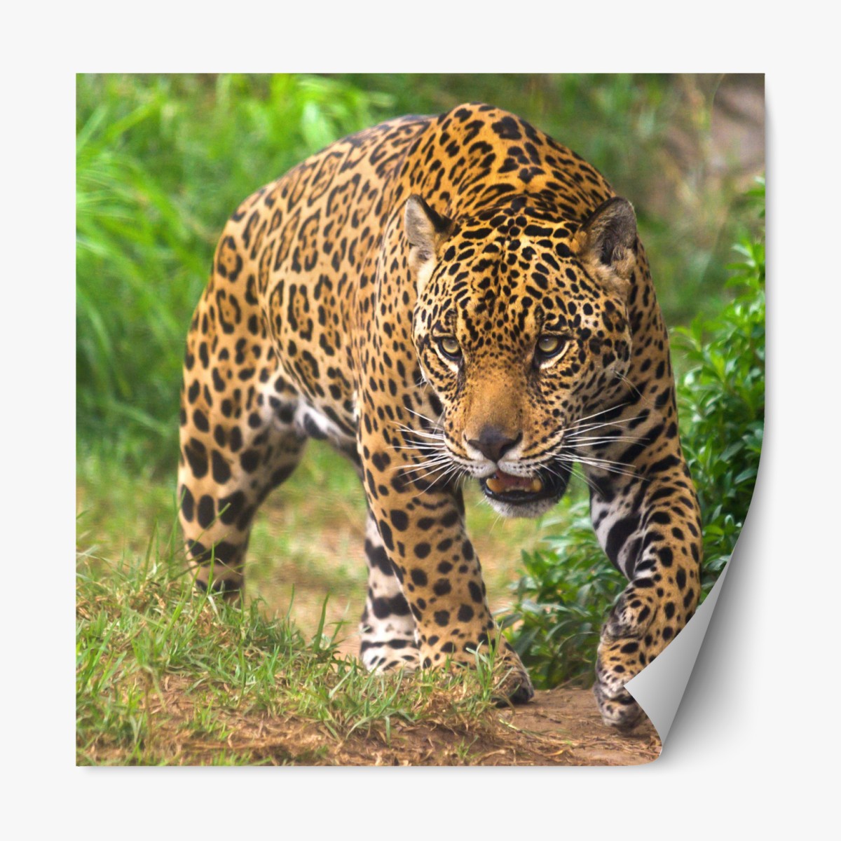 Repositionable sticker majestic jaguar in the wild