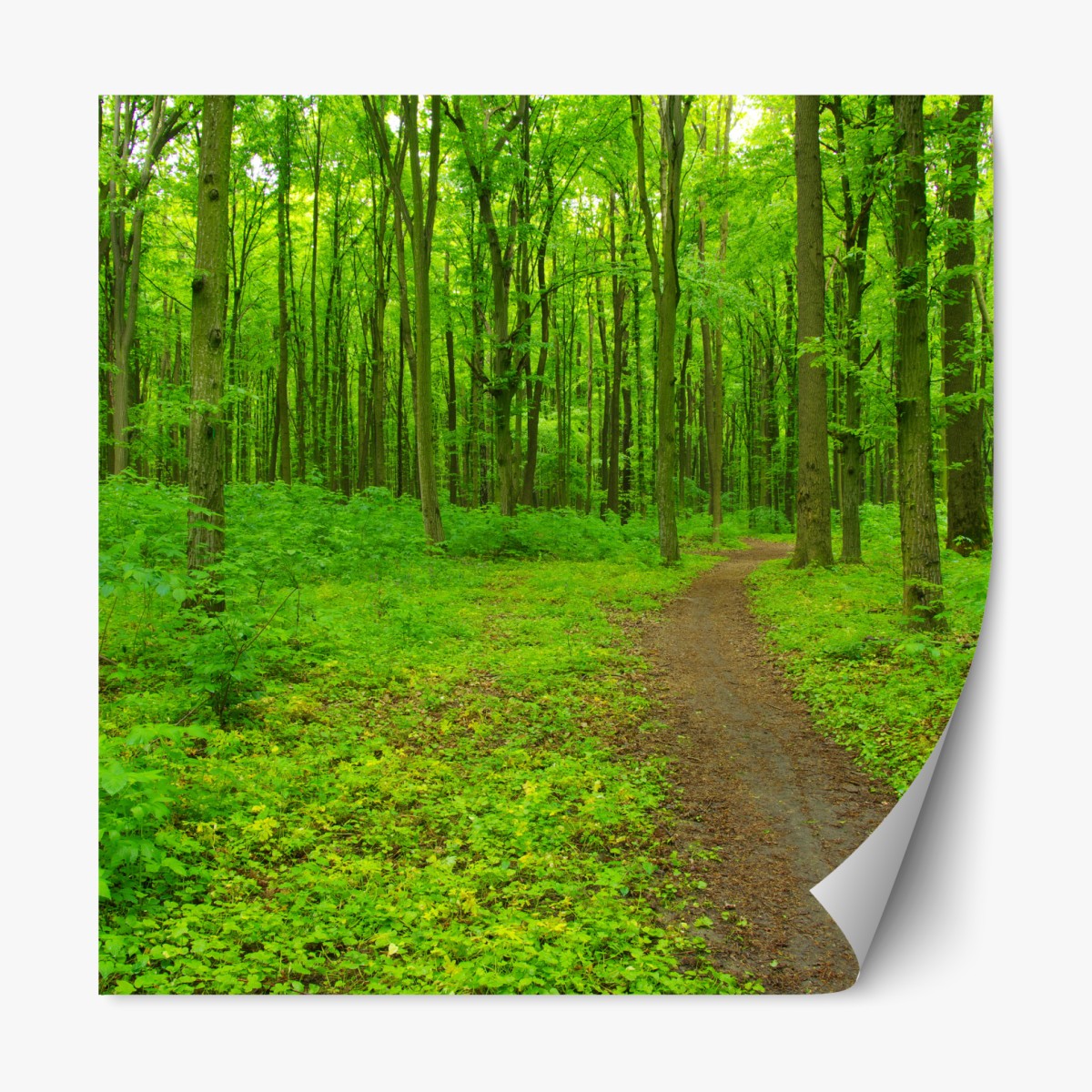 Repositionable sticker serene green forest trail