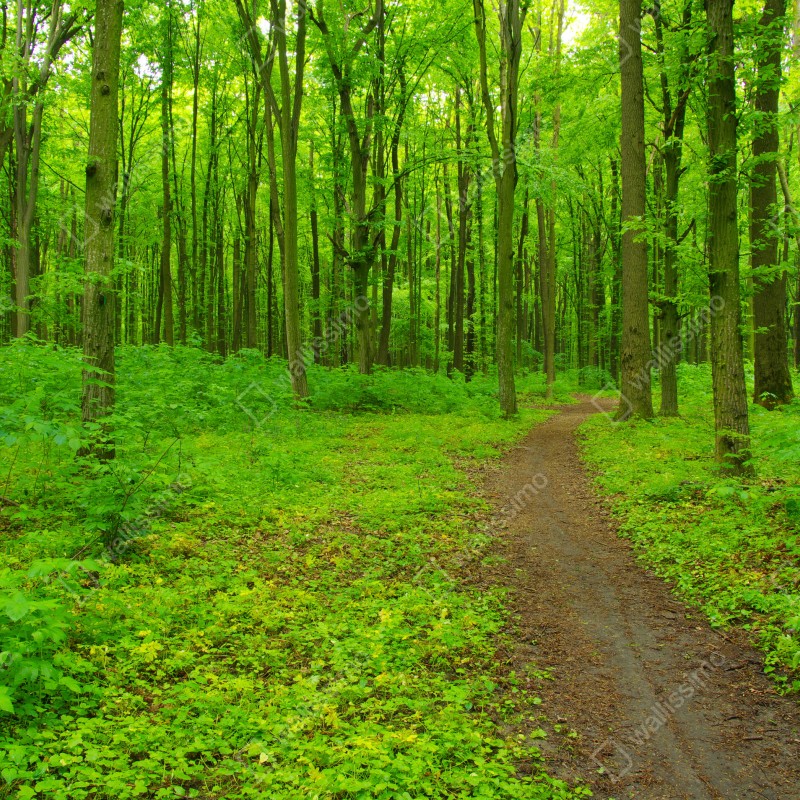 Naklejka repozycjonowalna spokojna zielona leśna ścieżka – Wallissimo® Naklejka repozycjonowalna spokojna zielona leśna ścieżka – Wallissimo®
