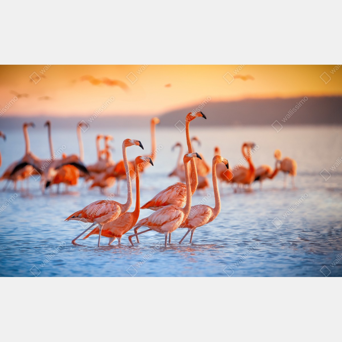 Naklejka repozycjonowalna różowe flamingi o zachodzie słońca – Wallissimo® Naklejka repozycjonowalna różowe flamingi o zachodzie słońca – Wallissimo®