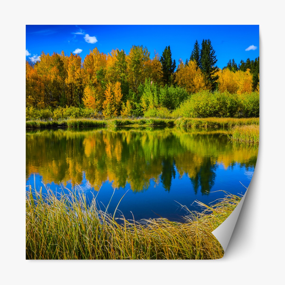 Repositionable sticker autumn trees reflected on a glassy lake