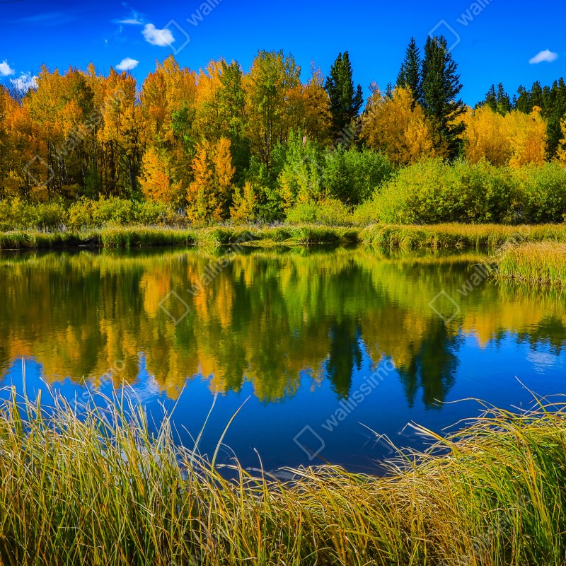 Naklejka repozycjonowalna jesienne drzewa odbite w spokojnym jeziorze – Wallissimo® Naklejka repozycjonowalna jesienne drzewa odbite w spokojnym jeziorze – Wallissimo®