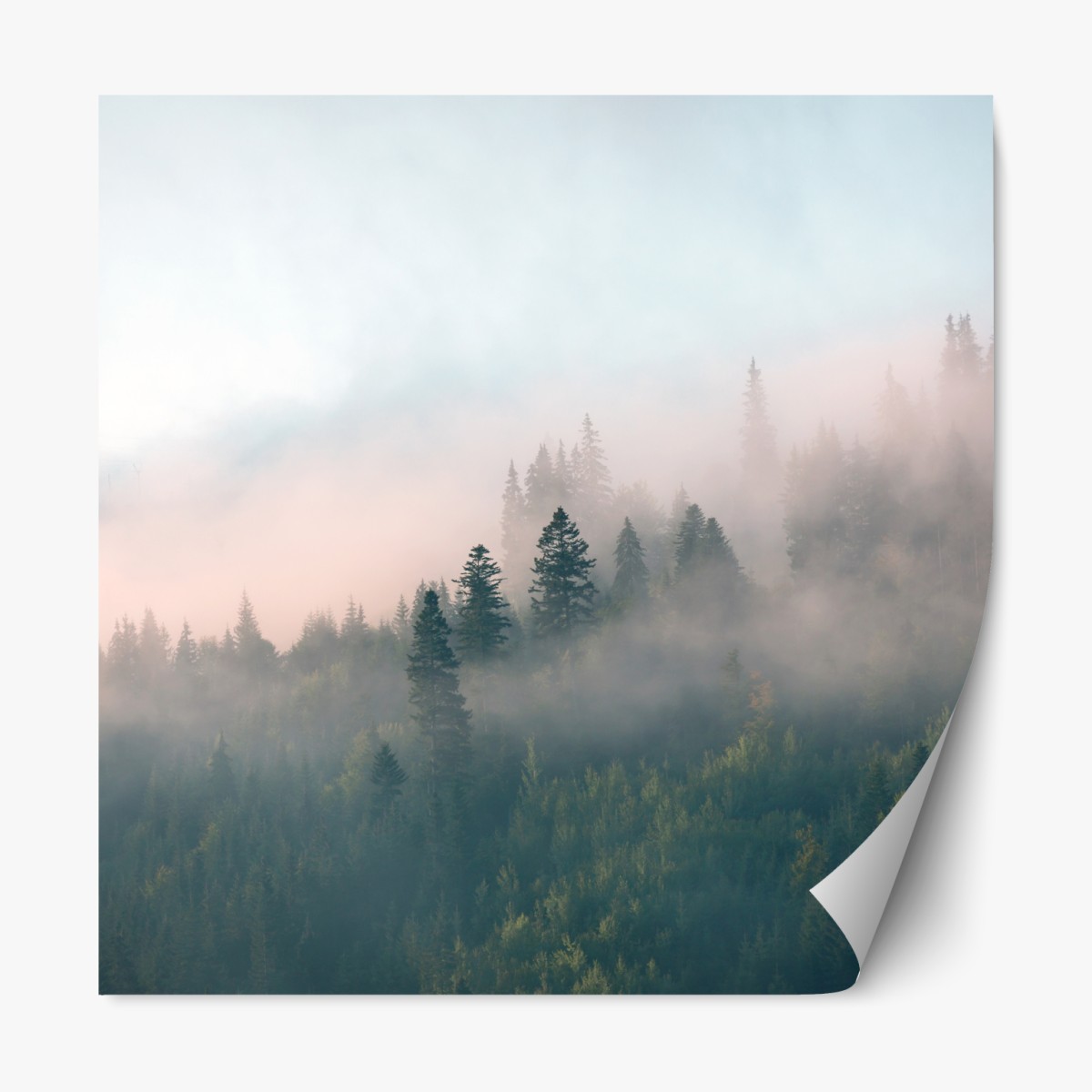 Repositionable sticker misty morning forest landscape