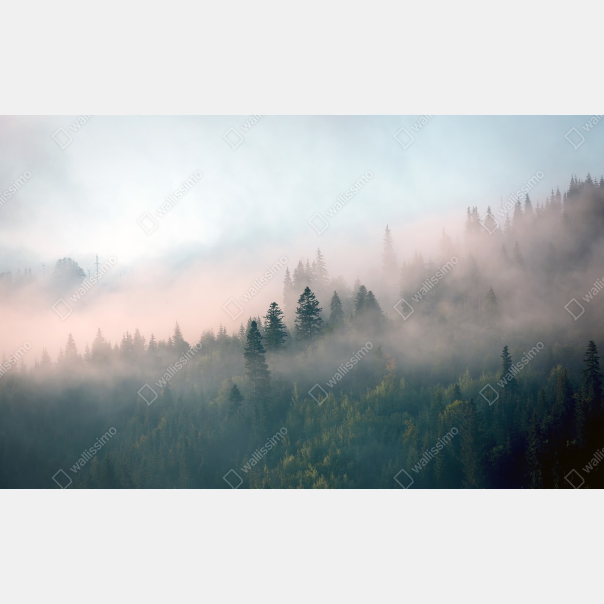 Naklejka repozycjonowalna mglisty poranek w lesie – Wallissimo® Naklejka repozycjonowalna mglisty poranek w lesie – Wallissimo®