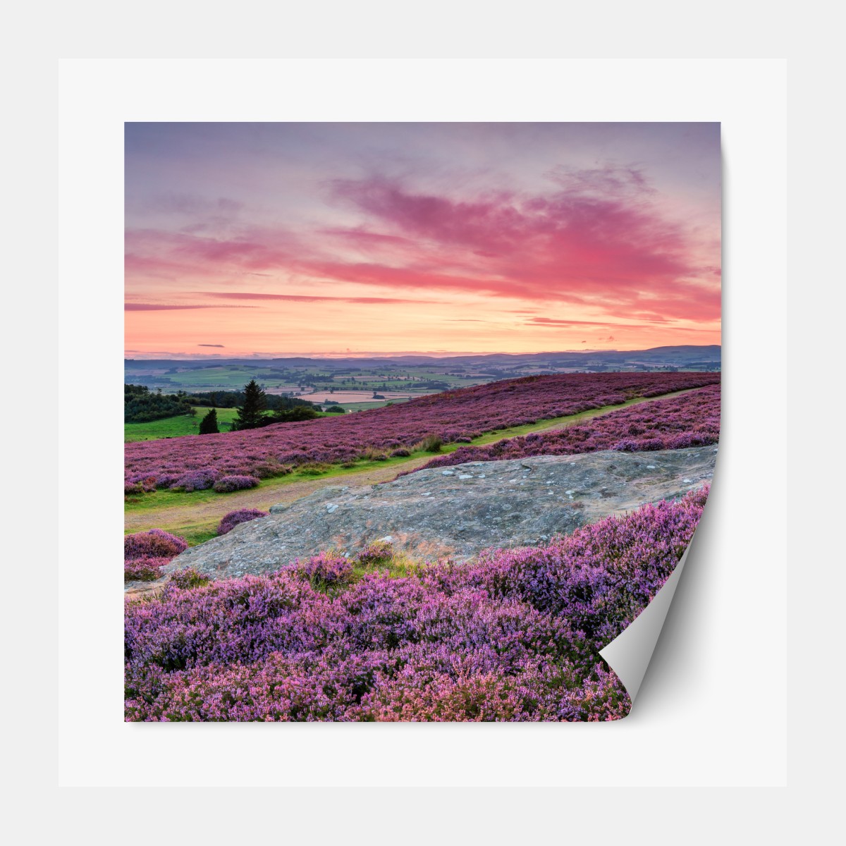 Repositionable sticker purple heather meadows at sunset
