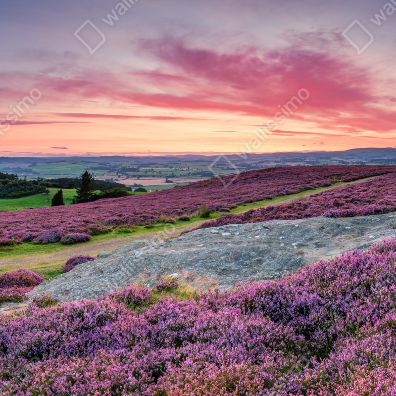 Naklejka repozycjonowalna fioletowe wrzosowiska o zachodzie słońca – Wallissimo® Naklejka repozycjonowalna fioletowe wrzosowiska o zachodzie słońca – Wallissimo®