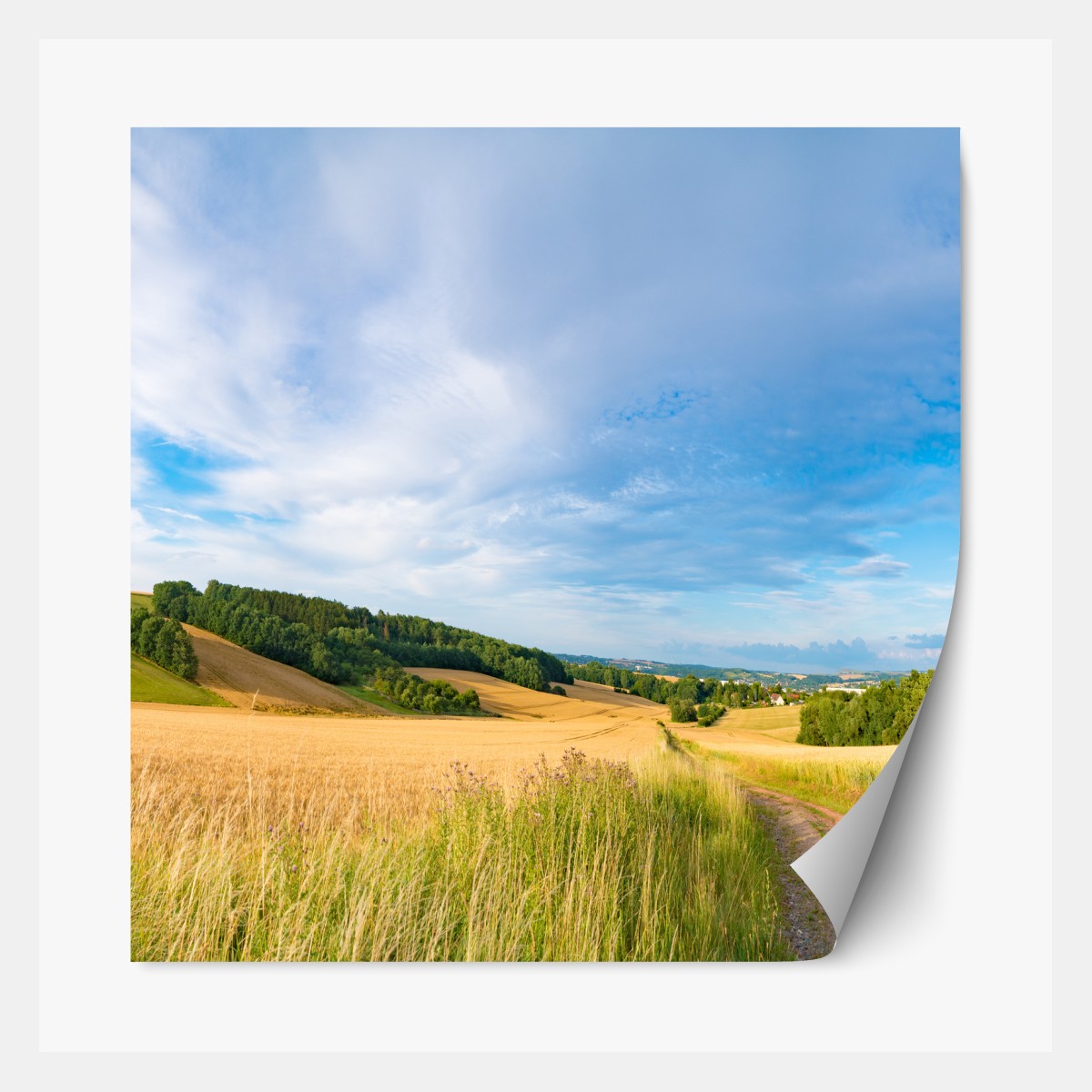 Repositionable sticker morning wheat panorama in Kansas
