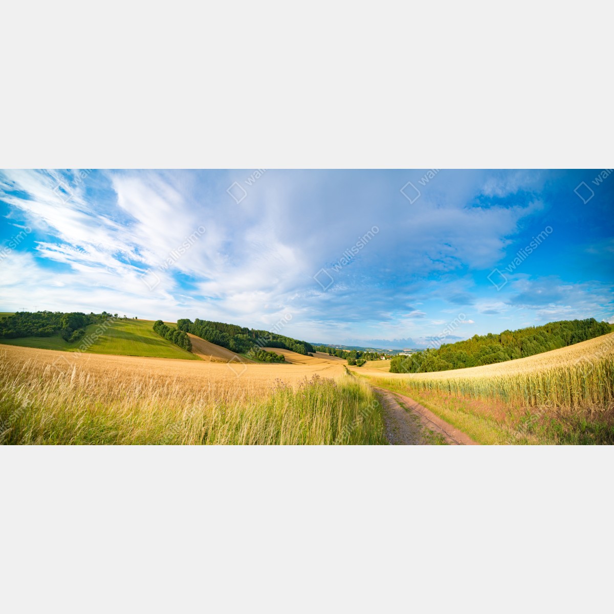 Naklejka repozycjonowalna poranna panorama pszenicy w Kansas – Wallissimo® Naklejka repozycjonowalna poranna panorama pszenicy w Kansas – Wallissimo®