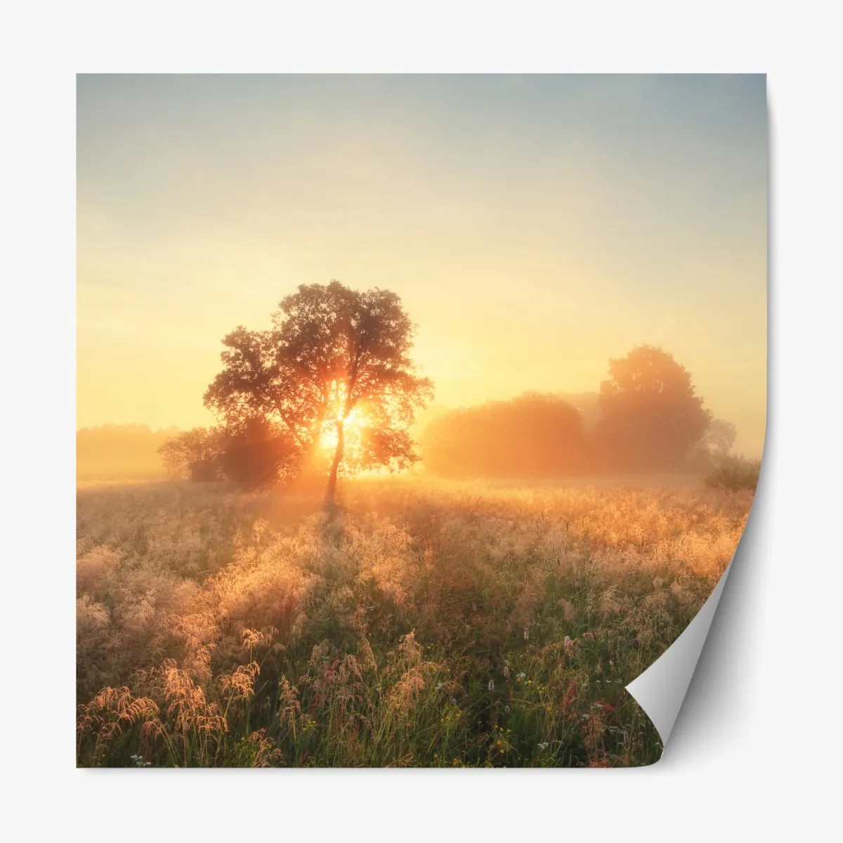 Naklejka repozycjonowalna złoty wschód słońca nad mglistą łąką – Wallissimo® Naklejka repozycjonowalna złoty wschód słońca nad mglistą łąką – Wallissimo®