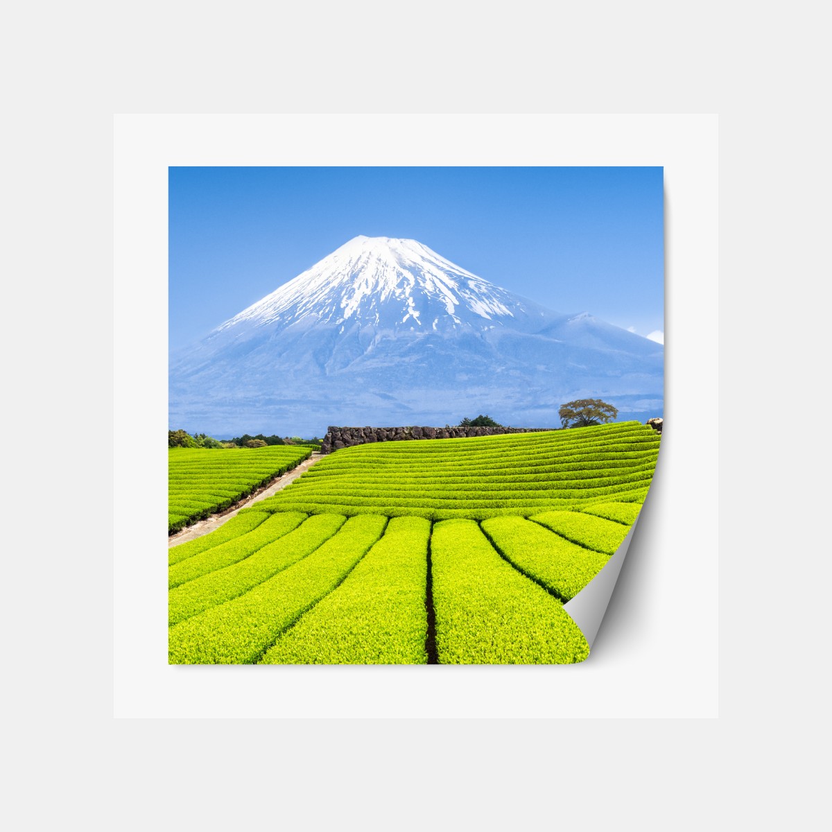 Repositionable sticker lush tea fields beneath Mount Fuji