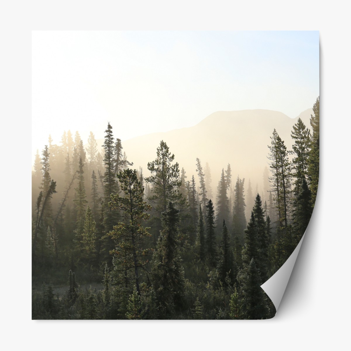 Repositionable sticker misty pine forest at sunrise