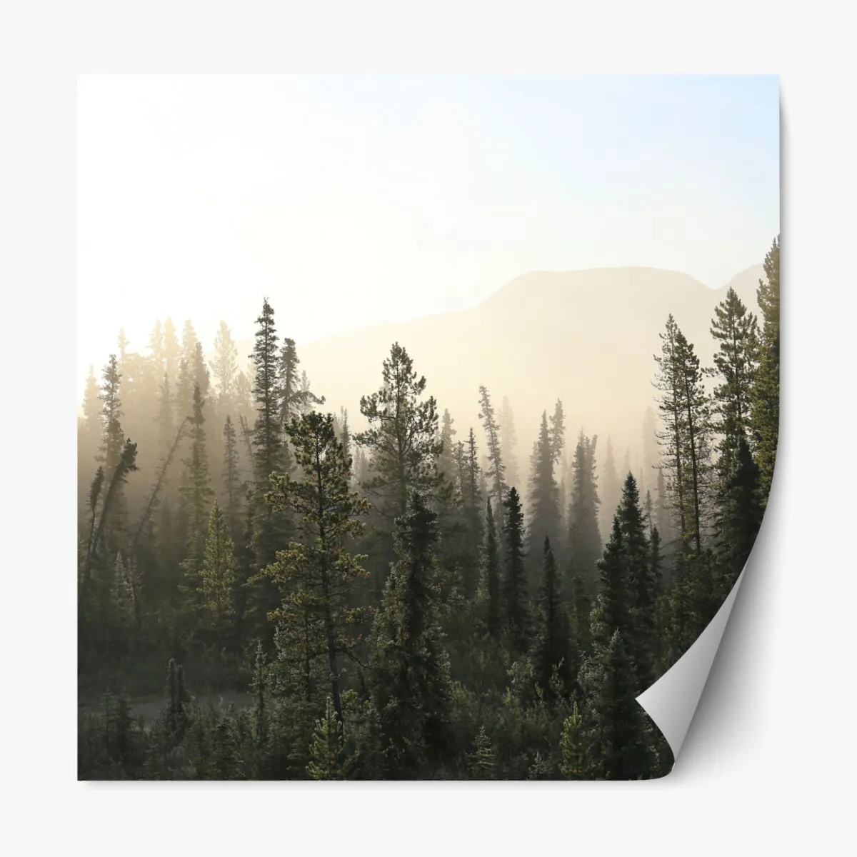 Naklejka repozycjonowalna mglisty las sosnowy o wschodzie słońca – Wallissimo® Naklejka repozycjonowalna mglisty las sosnowy o wschodzie słońca – Wallissimo®